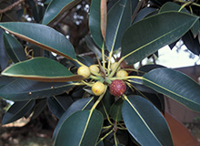 Ficus Macrophylla